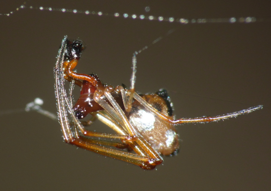 Argyrodes argyrodes